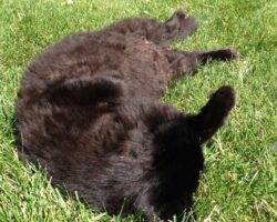 Longhair black cat for adoption in calgary 12