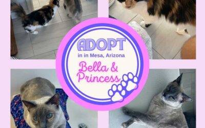 Adopted – siamese & longhaired calico cats in mesa arizona – bella and princess