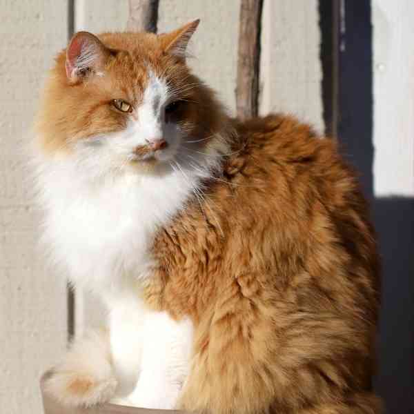 Longhair Orange Cat