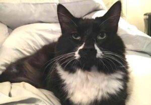 Longhair tuxedo cat adoption tampa fl 2 (3)