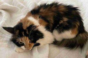 Longhaired calico cat for adoption in mesa arizona (3)