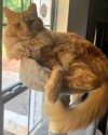 Longhaired Orange Tabby Cat Adoption Atlanta GA (3)