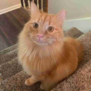 Longhair orange tabby cat for adoption in atlanta (fayetteville) ga – supplies included – adopt turnpike