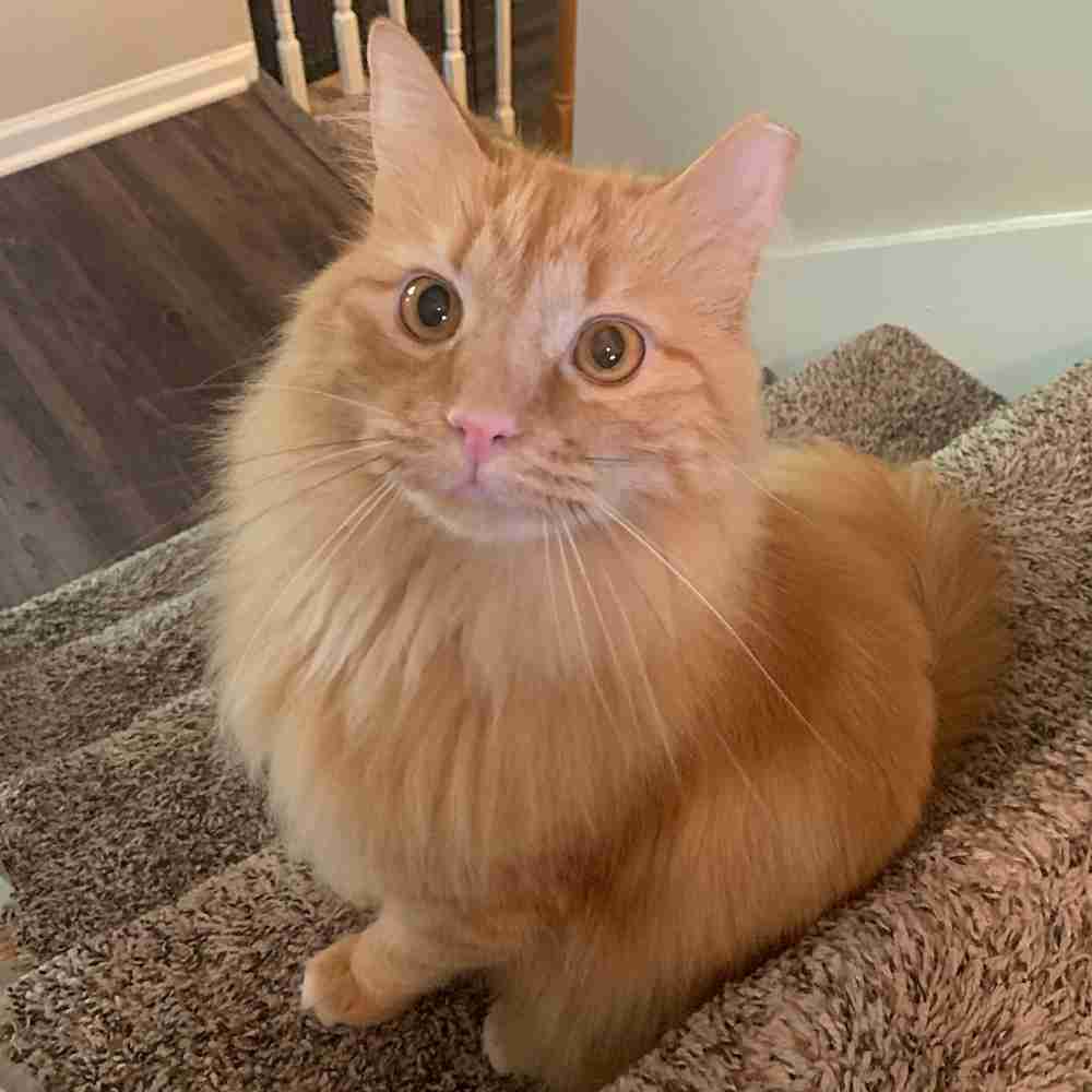 Longhaired Orange Tabby Cat Adoption Atlanta GA (3)