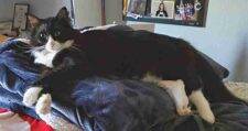 Longhaired Tuxedo Cat Adoption San Jose CA (1)