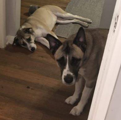 Loop and Lil - Akita - Anatolian Shepherd Mix Dogs For Adoption Austin TX