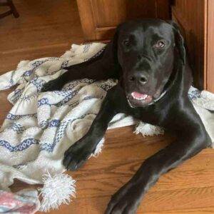 Louie black lab puppy for adoption in solon oh 1 (2)