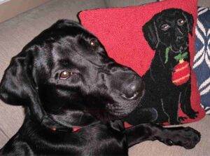 Akc black labrador retriever puppy for adoption in solon oh – supplies included – adopt louie