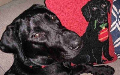 AKC Black Labrador Retriever Puppy For Adoption in Solon OH – Supplies Included – Adopt Louie