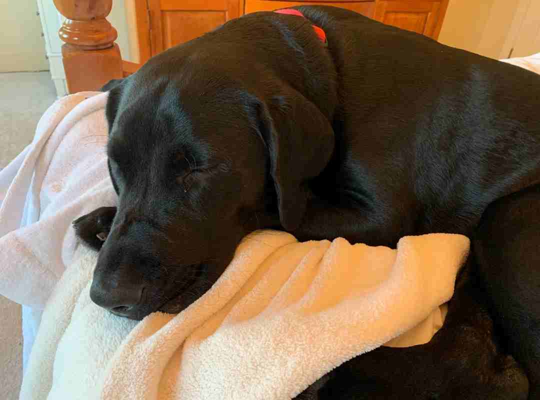 Louie black lab puppy for adoption in solon oh 1 (2)