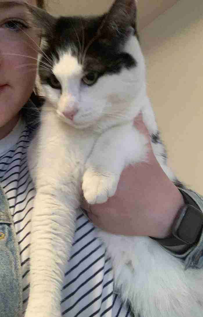 White Tabby Cat For Adoption in Edmonton AB All Supplies Included