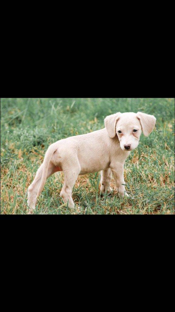 Chiweenie for adoption seattle wa