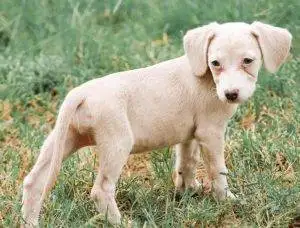 Chiweenie For Adoption Seattle WA