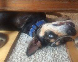 Louisiana catahoula leopard dog for adoption in seattle