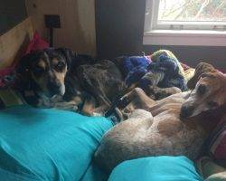 Louisiana catahoula leopard dog for adoption in seattle
