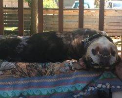 Louisiana catahoula leopard dog for adoption in seattle