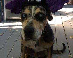 Louisiana catahoula leopard dog for adoption in seattle