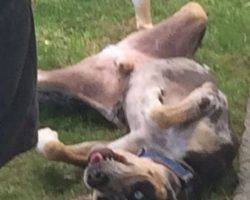Louisiana catahoula leopard dog for adoption in seattle