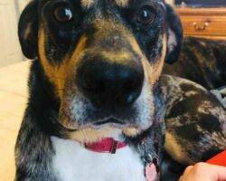 Louisiana catahoula rottweiler dog adoption murfreesboro tn 6 (2)