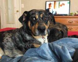 Louisiana catahoula rottweiler dog adoption murfreesboro tn 6 (2)