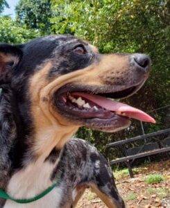 Louisiana catahoula rottweiler dog adoption murfreesboro tn 6 (2)