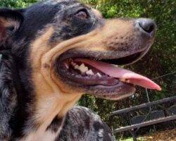 Louisiana catahoula rottweiler dog adoption murfreesboro tn 6 (2)