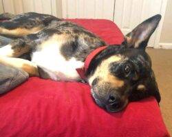 Louisiana catahoula rottweiler dog adoption murfreesboro tn 6 (2)