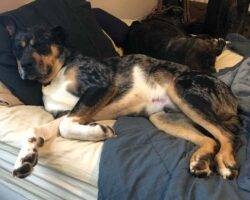 Louisiana catahoula rottweiler dog adoption murfreesboro tn 6 (2)