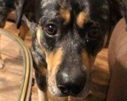 Louisiana catahoula rottweiler dog adoption murfreesboro tn 6 (2)