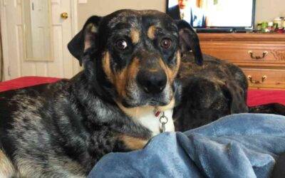 Rottweiler catahoula mix dog for adoption in murfreesboro tn – supplies included – meet shilo
