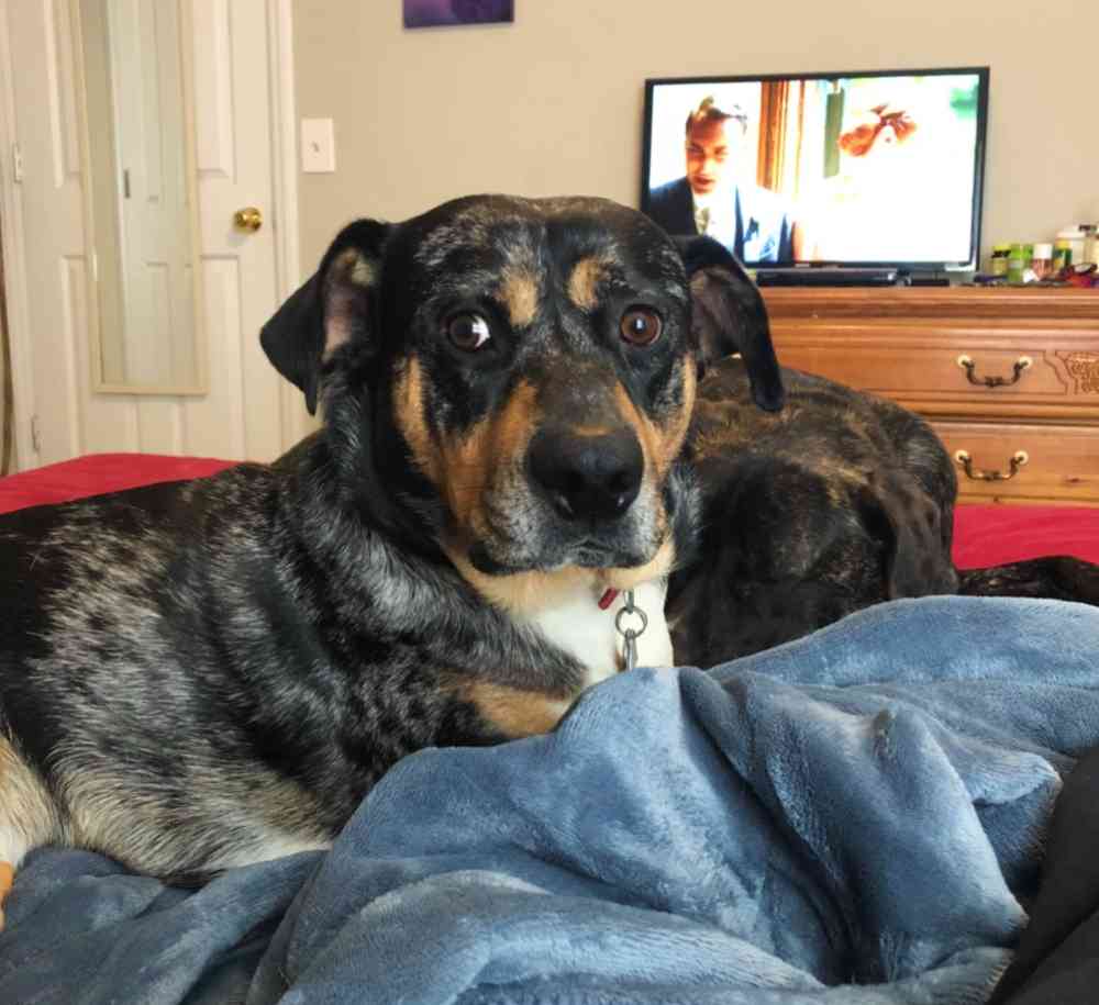 Louisiana Catahoula Rottweiler Dog Adoption Murfreesboro TN 6 (2)