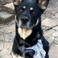 Louisville KY German Shepherd Lab Mix For Adoption