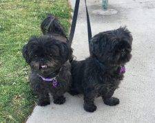 Lu-E And Lola Shih Tzu Dogs For Adoption In Santa Ana CA