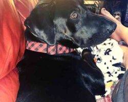 Lucian black labrador retriever adoption austin tx (1)