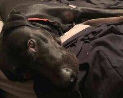 Lucian black labrador retriever adoption austin tx (1)