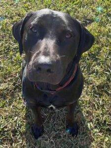 Lucian Black Labrador Retriever Adoption Austin TX (1)