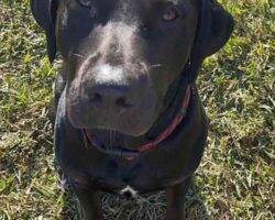 Lucian black labrador retriever adoption austin tx (1)