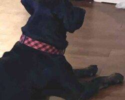 Lucian black labrador retriever adoption austin tx (1)