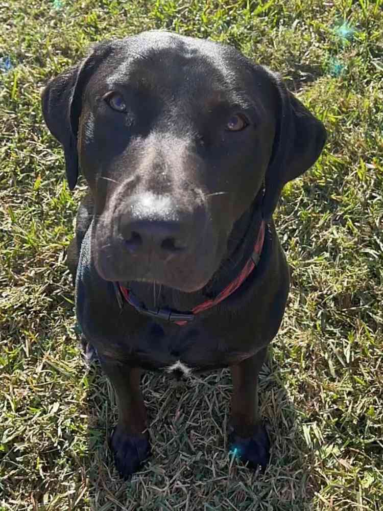 Black Labrador Retriever For Adoption in Austin Texas - Supplies ...