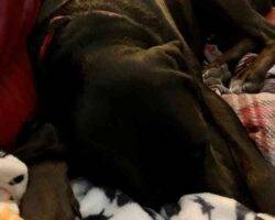 Lucian black labrador retriever adoption austin tx (1)
