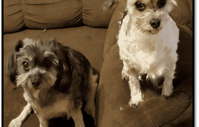 Bonded Male Shih Tzu Dogs for Adoption – Supplies Included – Adopt Lucky and Ducky