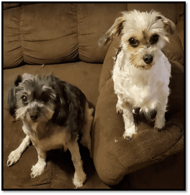 pair of male shih tzu dogs for adoption in oklahoma