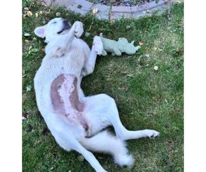 Dog for adoption in edmonton