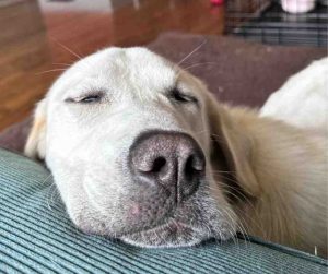 Dog for adoption in edmonton