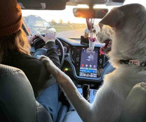 Dog for adoption in edmonton