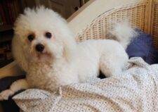 Lucy Bichon Frise Havanese Mix Dog For Adoption In Jacksonville Florida
