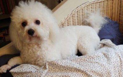 ADOPTED – Havachon (Havanese x Bichon Frise) Dog  in Middleburg Florida  – Lucy