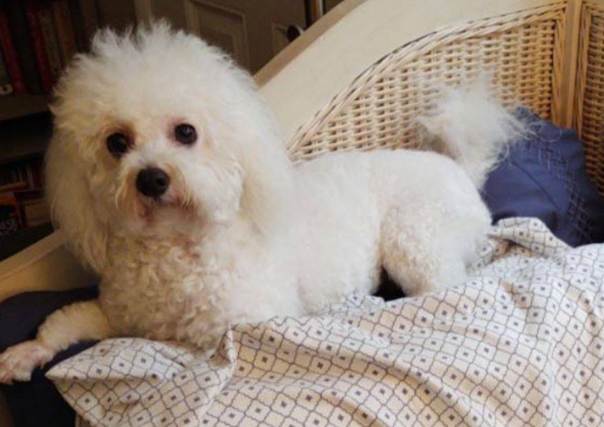 Lucy Bichon Frise Havanese Mix Dog For Adoption in Jacksonville Florida