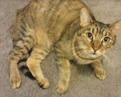 Lucy - exquisite female torbie cat for adoptio