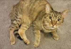 Lucy - exquisite female torbie cat for adoptio